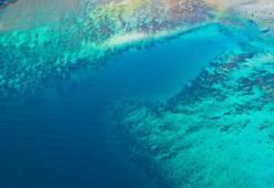 Su ürünlerinde endişeye yol açtı! Yapay resiflerde 'istilacı tür' tehlikesi devam ediyor