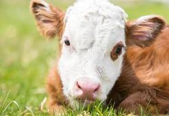 Buzağı desteği ne zaman yatacak 2024? 2. dönem buzağı desteklemeleri ne zaman verilecek, buzağı desteği ne kadar oldu?