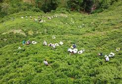 ÇAYKUR işçi alımı 2024 başvuru şartları ve tarihi! İŞKUR ÇAYKUR mevsimlik işçi alımı başvurusu nasıl yapılır, ÇAYKUR işçi alımı kura çekilişi ne zaman açıklanacak?