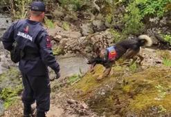 Özel eğitimli köpek 'Denek', Korhan Berzeg'i arıyor