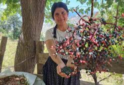 Adanalı kadınların gelir kapısı oldu! Kilo fiyatı açıklandı, birçok yararı var