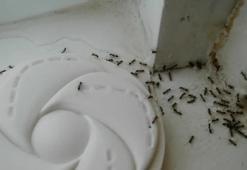 Karıncaları öldürmeden onlardan kurtaran tüyo; Bu kokuyu asla sevmiyorlar: Bir tutamı evdeki karıncaları kovuyor