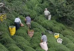 ÇAYKUR randevulu çay alım sistemini kaldırdı