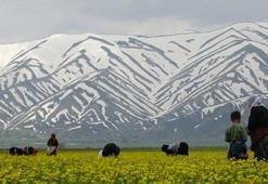 Havaların ısınmasıyla kadınların 'ot' mesaisi başladı!