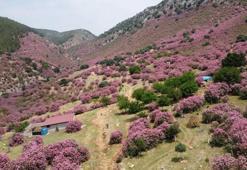 Adana dağlarını ölüm çiçeği bastı! Kur'an’da da ismi geçiyor