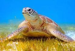 Caretta caretta kaplumbağalarının sezonu erken başladı!