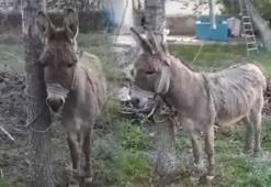 Yolda yürüyen kadını eşek ısırdı