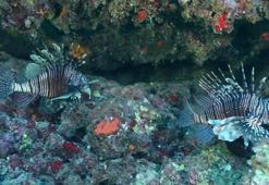 Yerlileri tehdit ediyor! İstilacı türlerin artışına neden oluyor