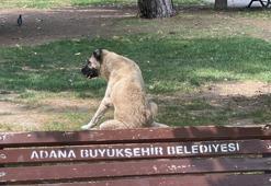 Adana sokaklarında yaklaşık 200 bin köpek var! Uyarı yapıldı