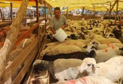 Kurban bayramında hangi hayvanlar kesilir? Kurban bayramında dişi hayvan kesilir mi, kurbanda kesilecek hayvanların özellikleri nelerdir?