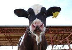 İl il kurbanlık fiyatları 2024:İstanbul, Ankara büyükbaş küçükbaş kaç lira? Dana, koyun, keçi hisse fiyatı?