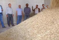 İlk arpa hasadı yapıldı! 24 ayar altın hediye edildi