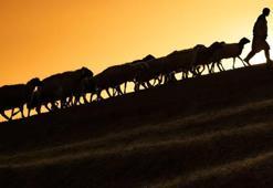 60 bin TL maaşa çoban bulunamıyor! Besiciler ithal çoban istiyor