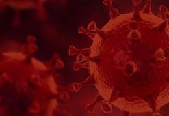 Lassa ateşi belirtileri neler, Lassa hastalığı nedir? Lassa salgını nasıl bulaşır?