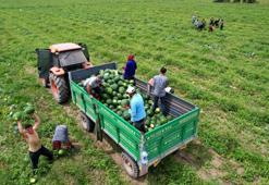Adana'da aşırı sıcak tarım ürünlerine zarar verdi: Tarlada kavun, karpuz, domates ve biber kalmadı
