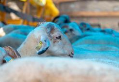 Kurbanlık fiyatları ve vekaletle kesim bedeli belli oldu! İşte kurbanlık büyükbaş ve küçükbaş fiyatları