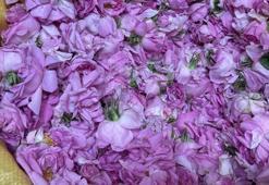 Göl kenarında hasadı erken başladı! Yağının litre fiyatı 12 bin eurodan satılıyor