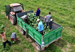 Adana karpuzunun marka değeri timlerle korunuyor! Tarla tarla dolaşıyorlar