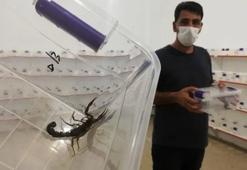 Gramı 10 bin dolar! Türkiye'de birçok türü var