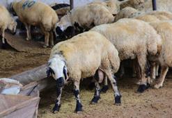 Adana'da küçükbaş kurbanlıkların fiyatları belirlendi