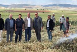 Gaziantep'te geleneksel yöntemlerle yapılan firik hasadı başladı