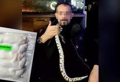 Evinde yasak kraliyet pitonları ele geçirildi! Para cezası kesildi