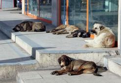 Başıboş köpek düzenlemesinin detayları netleşti