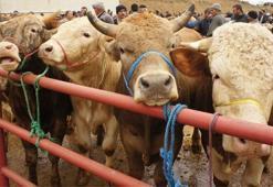 Dijital kurban pazarı ile internet üzerinde kurban hissesi satışı başladı