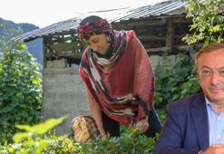 ÇAYKUR'dan yaş çay alım fiyatı açıklaması!