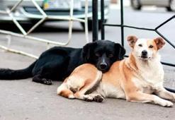 Adana Veteriner Hekimler Odası: Sokak köpeklerini uyutmak değil, kısırlaştırmak sorunu çözer