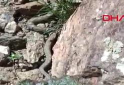 Türkiye'nin en zehirli yılanı saniye saniye  görüntülendi!