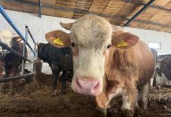 Adana'da kurbanlık fiyatları belli oldu