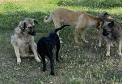 Başıboş köpekler için harekete geçiliyor! Sokakta hiçbiri kalmayacak, işte yasa telifinin detayları...