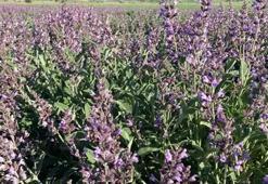 Susuz yetişiyor, litresi 1500 lira! Vatandaşlar büyük ilgi gösteriyor