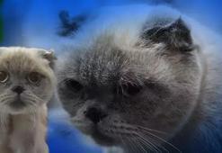 Kediye estetik operasyonu: Burun ameliyatı oldu