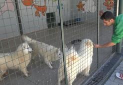 Türkiye'de gündem olan köpek sorununa Gaziantep'te örnek çözüm