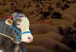 Kurban pazarında hareketlilik arttı! 1 ton 50 kiloluk ‘Baron' isimli dananın fiyatı dudak uçuklattı