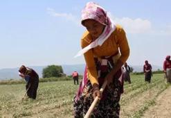 Pamuk çapalama yevmiyeleri belirlendi! 700 lira oldu