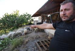 Başıboş köpek sürüleri dehşet saçtı, onlarca hayvan telef oldu