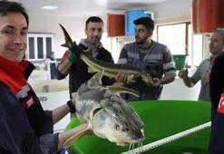 Üretim seferberliği ilan edildi: Kilosu 2 bin 500 dolar!