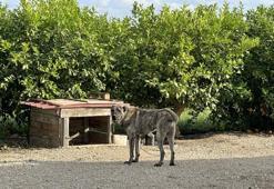 5 Kangal köpeği uyutarak, 45 kurbanlık koyununu çaldılar