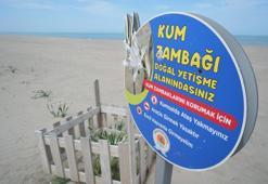 Bu çiçeği koparmanın bedeli 387 bin TL! Nesli tükenme tehlikesi altında olan kum zambakları Samsun sahillerinde açtı