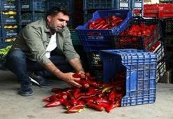 Tarlada kilosu 15, halde 20 lira olan kapya biber, markette 80 lira