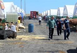 İstanbul'da kurban bayramı heyecanı! Kurbanlıklar pazarlarda yerini aldı