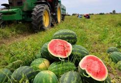 Adana’da karpuz fiyatları 7 liraya düştü! "Havalar ısınınca tüketim bollaşacak"