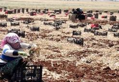 Gaziantep'te, 8 bin tarım işçisiyle sarımsak hasadı başladı