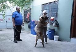 Kedi ve köpekleri için bahçeli ev kiraladılar: Hepsinin ayrı odası var