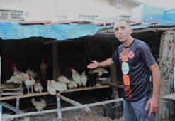 Sokak köpekleri tavuk ve horozları telef etti