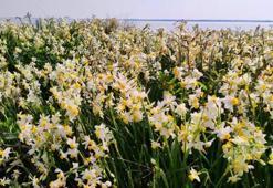 Adana'da vatandaşlar 5 yıl önce keşfetti hemen korumaya alındı! Gizli cennet herkesi büyülüyor