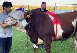 “Şampiyon” isimli boğa 230 bin liradan satışa çıktı! Günlük 18 kilo yem yiyor
